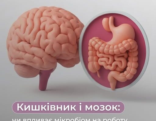 Кишківник і мозок: чи впливає мікробіом на роботу нервової системи?